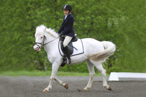 dressage- Darby Starbeam 1