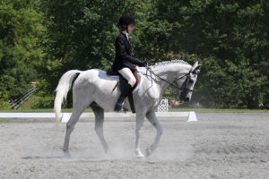 dressage 4