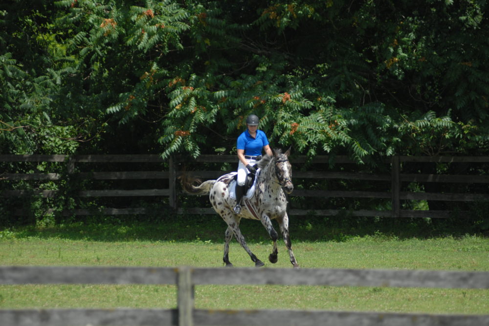 July 14, 2019 scooling show, warm up arena.